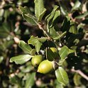 Quercus ilex